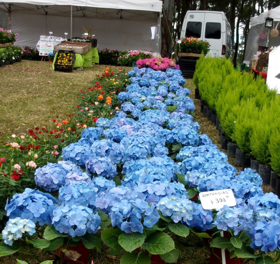 15° Expo Vivero Cazón: la primavera florece entre un millón de árboles | Turismocero